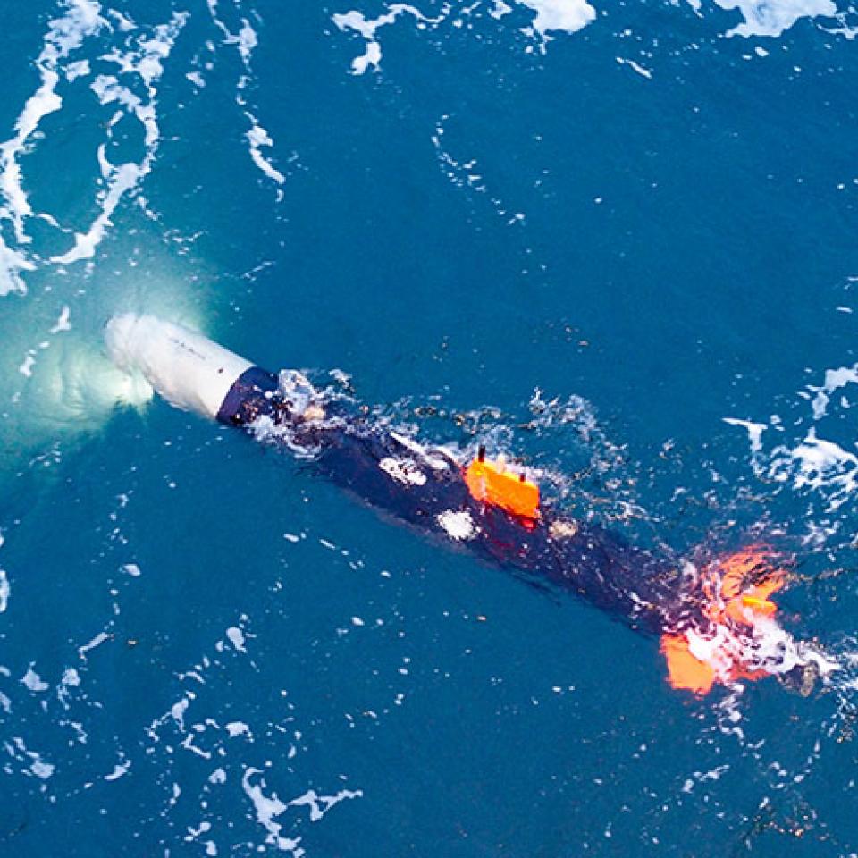 Atlas Elektronik SeaCat